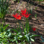 Tulipa agenensis Red Tulip of Bologne