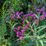 Vernonia noveboracensis (L.) Michx. New York ironweed