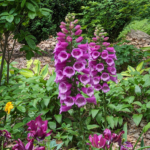 Digitalis purpurea Foxglove purple cluster of flowers