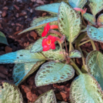 Episcia cupreata Flame-violet