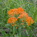 Asclepias tuberosa Butterfly milkweed