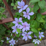 Clematis jackmanii Leather flower