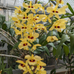 Dendrobium pulchellum Orchid yellow with deep red centers