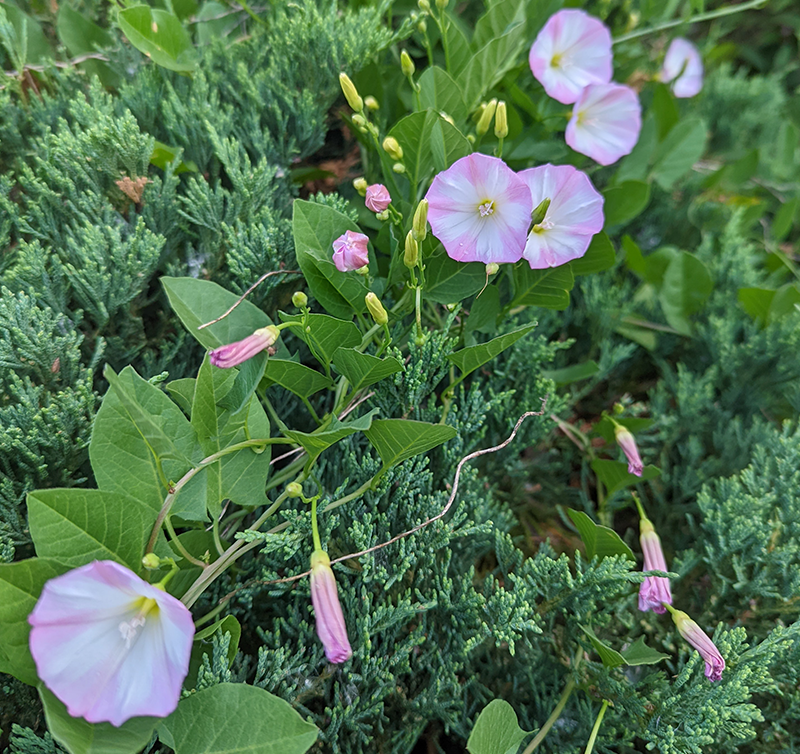 Wild Morning Glory Cernunnos Foundation Wild Morning Glory Cernunnos Foundation