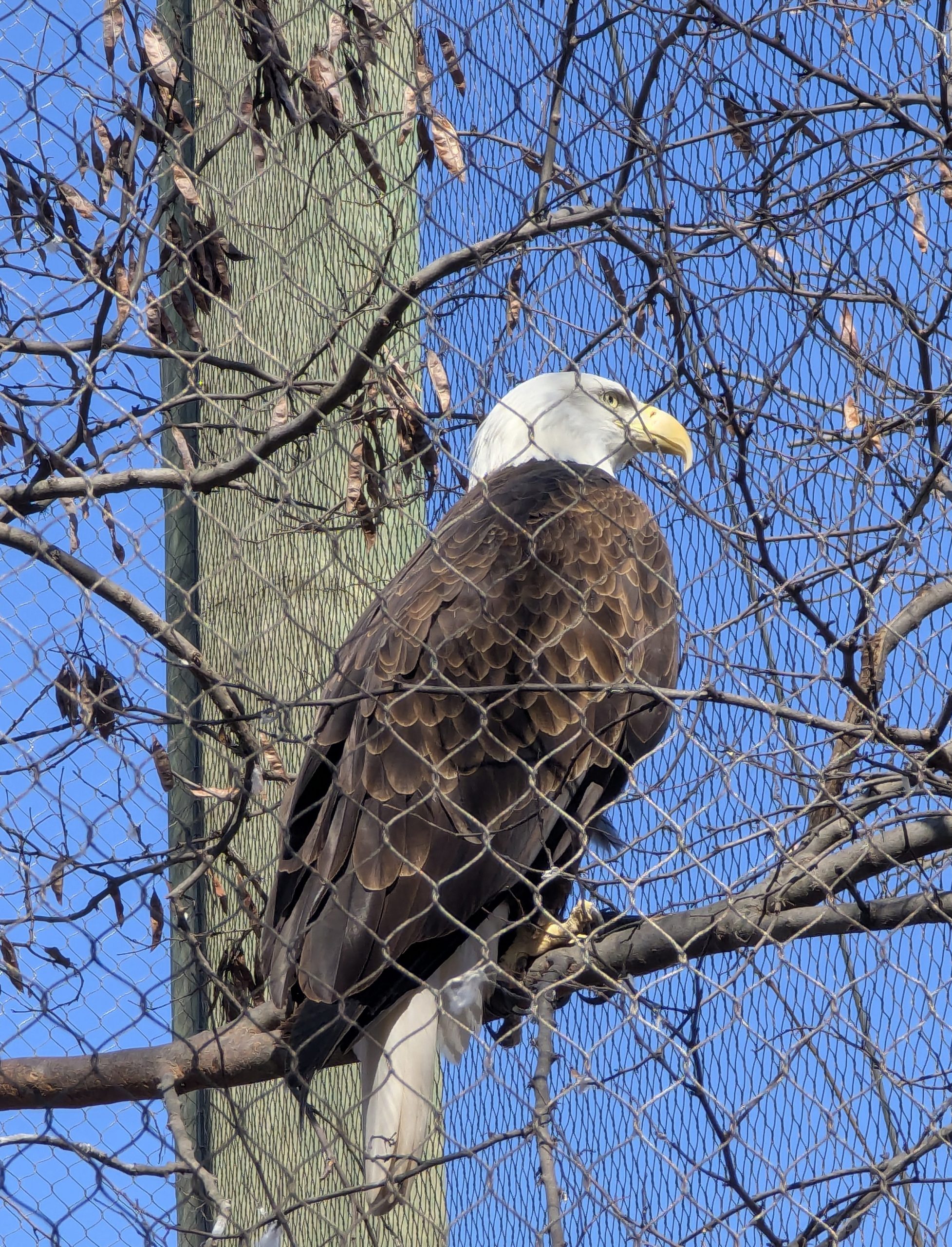 American Bald Eagle – Cernunnos Foundation